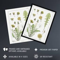 "Artery8 Dandelion Flower Plant Vintage Floral Wall Art Print Verneuil in White - Size: W12"" x H16""" - thumbnail 2
