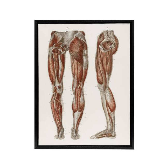 "Artery8 Leg & Feet Muscle Anatomy Bock Vintage Black Framed Canvas Wall Art in White - Size: W12"" x H16""" - image 1