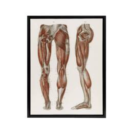 "Artery8 Leg & Feet Muscle Anatomy Bock Vintage Black Framed Canvas Wall Art in White - Size: W12"" x H16""" - thumbnail 1