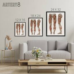 "Artery8 Leg & Feet Muscle Anatomy Bock Vintage Black Framed Canvas Wall Art in White - Size: W12"" x H16""" - thumbnail 4