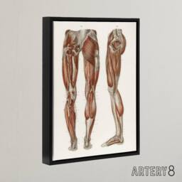 "Artery8 Leg & Feet Muscle Anatomy Bock Vintage Black Framed Canvas Wall Art in White - Size: W12"" x H16""" - thumbnail 2