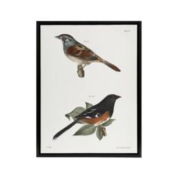 "Artery8 James Ellsworth De Kay Swamp Finch & Chewink Framed Canvas Art Print in White - Size: W12"" x H16""" - thumbnail 1