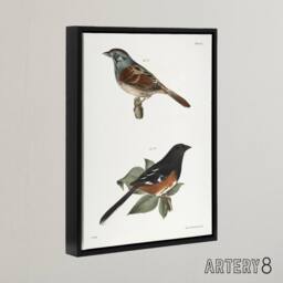 "Artery8 James Ellsworth De Kay Swamp Finch & Chewink Framed Canvas Art Print in White - Size: W12"" x H16""" - thumbnail 2