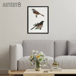 "Artery8 James Ellsworth De Kay Swamp Finch & Chewink Framed Canvas Art Print in White - Size: W12"" x H16""" - thumbnail 3
