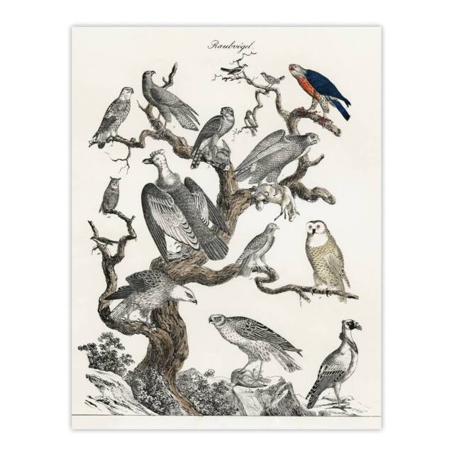 "Artery8 Birds Eagle Hawk Owl on Tree Vintage Nature Wall Art Print Poster in White - Size: W12"" x H16""" - image 1