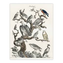 "Artery8 Birds Eagle Hawk Owl on Tree Vintage Nature Wall Art Print Poster in White - Size: W12"" x H16""" - thumbnail 1