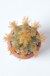 Homescapes Small Round Artificial Cactus in Terracotta Pot, 15cm Tall in Orange - thumbnail 3