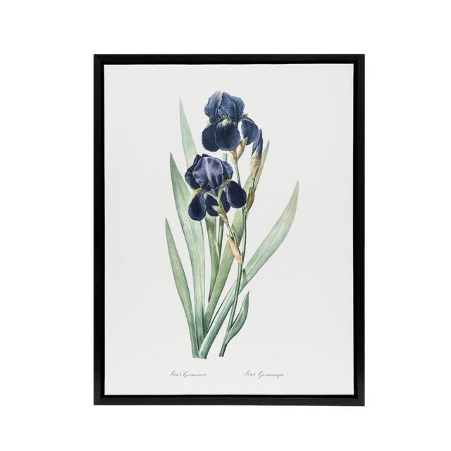 "Artery8 Bearded Iris Botanical Redoute Vintage Black Framed Canvas Wall Art in White - Size: W12"" x H16""" - image 1