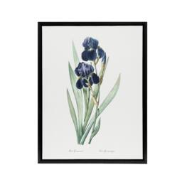 "Artery8 Bearded Iris Botanical Redoute Vintage Black Framed Canvas Wall Art in White - Size: W12"" x H16""" - thumbnail 1