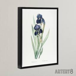 "Artery8 Bearded Iris Botanical Redoute Vintage Black Framed Canvas Wall Art in White - Size: W12"" x H16""" - thumbnail 2