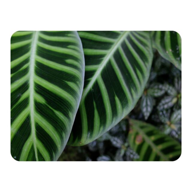 Benjamin Tate Design yellow structure in exotic jungle setting Designer Blanket in Natural - Size: 120 cm x 150 cm - image 1