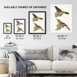 Artery8 James Ellsworth De Kay Golden Oriole & Ditto Framed Wall Art Print in White - Size: A4 - thumbnail 3