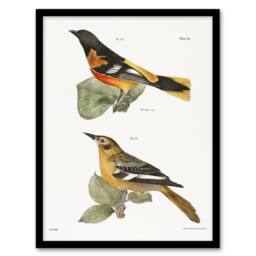 Artery8 James Ellsworth De Kay Golden Oriole & Ditto Framed Wall Art Print in White - Size: A4 - thumbnail 1