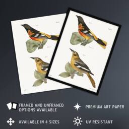 Artery8 James Ellsworth De Kay Golden Oriole & Ditto Framed Wall Art Print in White - Size: A4 - thumbnail 2