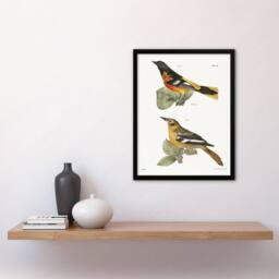 Artery8 James Ellsworth De Kay Golden Oriole & Ditto Framed Wall Art Print in White - Size: A4 - thumbnail 4