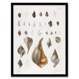 Artery8 James De Kay Different Types of Sea Shells Framed Wall Art Print in White - Size: A4 - thumbnail 1
