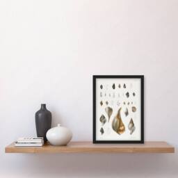 Artery8 James De Kay Different Types of Sea Shells Framed Wall Art Print in White - Size: A4 - thumbnail 4