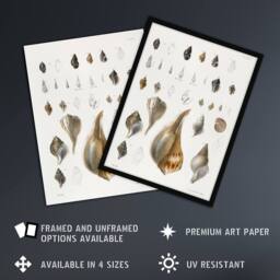 Artery8 James De Kay Different Types of Sea Shells Framed Wall Art Print in White - Size: A4 - thumbnail 2