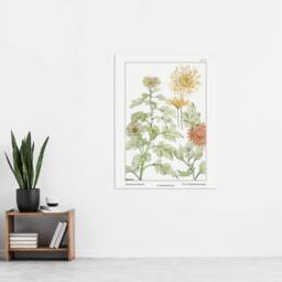 "Artery8 Chrysanthemum Flower Vintage Floral Wall Art Print Verneuil in White - Size: W18"" x H24""" - thumbnail 4