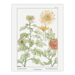 "Artery8 Chrysanthemum Flower Vintage Floral Wall Art Print Verneuil in White - Size: W18"" x H24""" - thumbnail 1