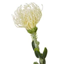 Sostter Cream Protea Pincushion Faux Flower Stem - thumbnail 3