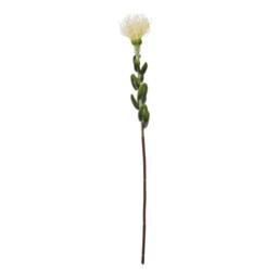 Sostter Cream Protea Pincushion Faux Flower Stem - thumbnail 2