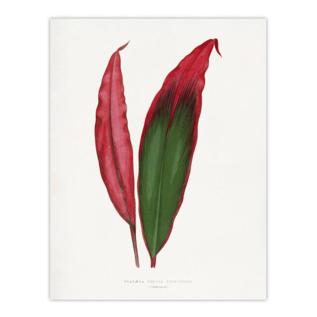 "Artery8 AF Lydon Benjamin Fawcett Cordyline Fruticosa Leaf Wall Art Print in White - Size: W12"" x H16""" - image 1