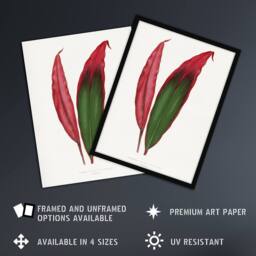 "Artery8 AF Lydon Benjamin Fawcett Cordyline Fruticosa Leaf Wall Art Print in White - Size: W12"" x H16""" - thumbnail 2