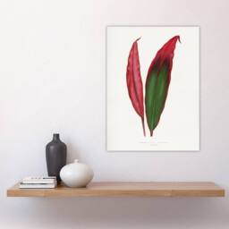 "Artery8 AF Lydon Benjamin Fawcett Cordyline Fruticosa Leaf Wall Art Print in White - Size: W12"" x H16""" - thumbnail 4