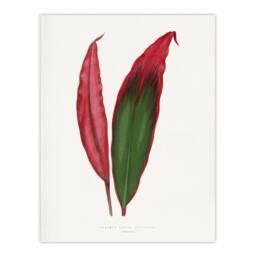 "Artery8 AF Lydon Benjamin Fawcett Cordyline Fruticosa Leaf Wall Art Print in White - Size: W12"" x H16""" - thumbnail 1