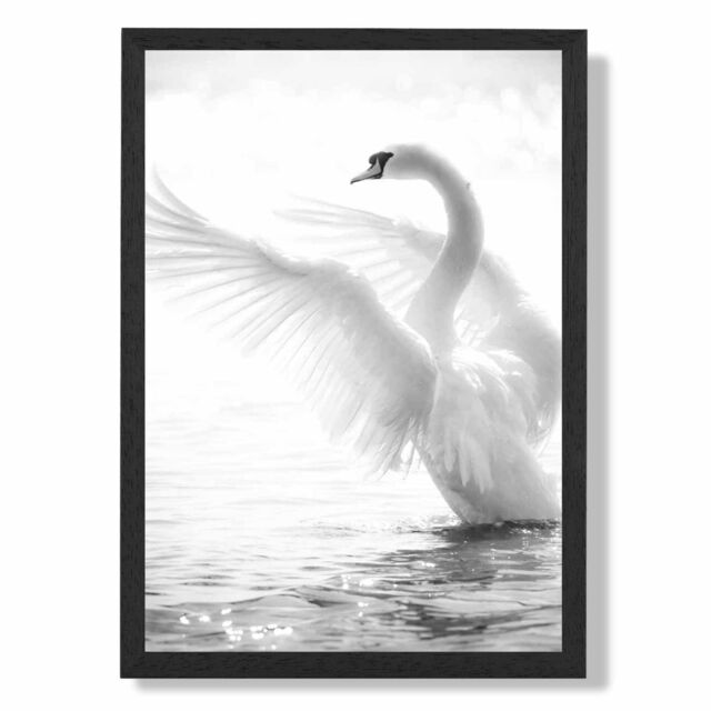 ARTZE Graceful Swan Bird Black & White Photo Framed Print SIZE: A4 with Black Frame - Size: A2 - image 1