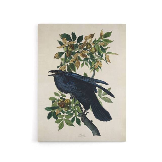 "Artery8 Birds of America Raven Audubon Nature Canvas Wall Art in White - Size: W18"" x H24""" - image 1