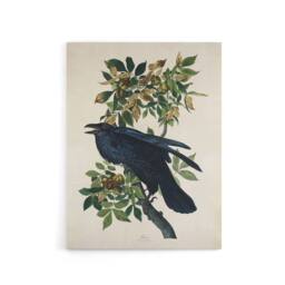 "Artery8 Birds of America Raven Audubon Nature Canvas Wall Art in White - Size: W18"" x H24""" - thumbnail 1