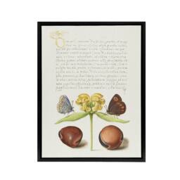 "Artery8 Moths Jerusalem Sage & Beans Calligraphy Framed Canvas Wall Art in White - Size: W24"" x H32""" - thumbnail 1