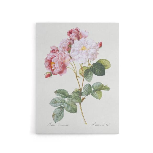 "Artery8 Pink Rosebush Flowers Redoute Vintage Canvas Wall Art in White - Size: W18"" x H24""" - image 1