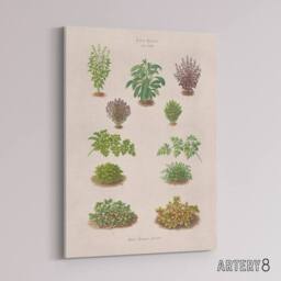"Artery8 Botanical Bushes Varieties Ernst Benary Canvas Wall Art Print in White - Size: W12"" x H16""" - thumbnail 2