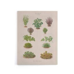 "Artery8 Botanical Bushes Varieties Ernst Benary Canvas Wall Art Print in White - Size: W12"" x H16""" - thumbnail 1