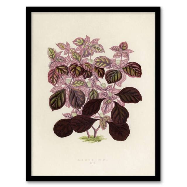 Artery8 Joyweed Plant Vintage Botanical Artwork Fawcett Framed Wall Art Print in Beige - Size: A4 - image 1