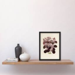 Artery8 Joyweed Plant Vintage Botanical Artwork Fawcett Framed Wall Art Print in Beige - Size: A4 - thumbnail 4