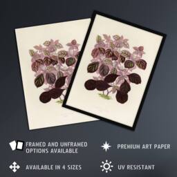 Artery8 Joyweed Plant Vintage Botanical Artwork Fawcett Framed Wall Art Print in Beige - Size: A4 - thumbnail 2