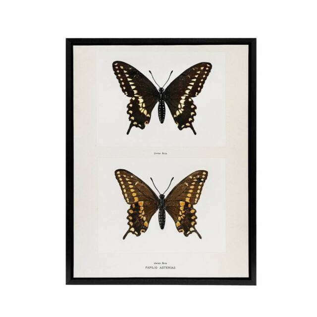 "Artery8 Black Swallowtail Butterfly Sherman Denton Framed Canvas Wall Art in White - Size: W12"" x H16""" - image 1