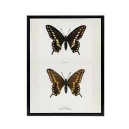 "Artery8 Black Swallowtail Butterfly Sherman Denton Framed Canvas Wall Art in White - Size: W12"" x H16""" - thumbnail 1