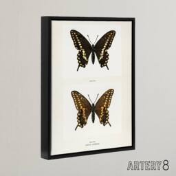 "Artery8 Black Swallowtail Butterfly Sherman Denton Framed Canvas Wall Art in White - Size: W12"" x H16""" - thumbnail 2