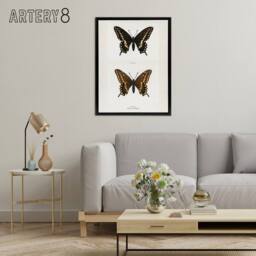 "Artery8 Black Swallowtail Butterfly Sherman Denton Framed Canvas Wall Art in White - Size: W12"" x H16""" - thumbnail 3
