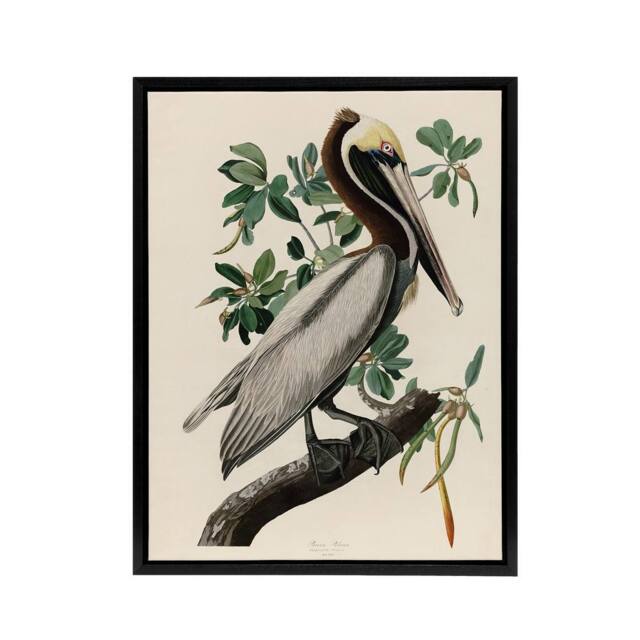 "Artery8 Audubon Birds Of America Pelican Framed Canvas Wall Art Print - Size: W12"" x H16""" - image 1