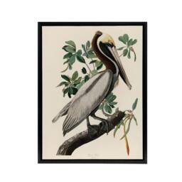 "Artery8 Audubon Birds Of America Pelican Framed Canvas Wall Art Print - Size: W12"" x H16""" - thumbnail 1