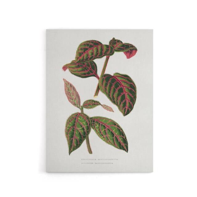 "Artery8 AF Lydon B Fawcett Eranthemum Sanguinolentum Leaves Canvas Art Print in White - Size: W12"" x H16""" - image 1