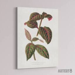 "Artery8 AF Lydon B Fawcett Eranthemum Sanguinolentum Leaves Canvas Art Print in White - Size: W12"" x H16""" - thumbnail 2