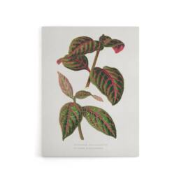 "Artery8 AF Lydon B Fawcett Eranthemum Sanguinolentum Leaves Canvas Art Print in White - Size: W12"" x H16""" - thumbnail 1