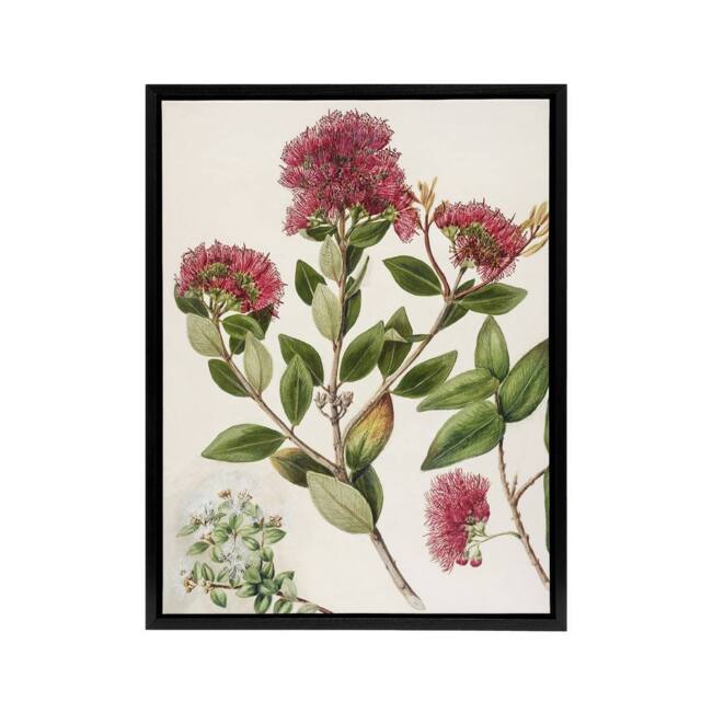 "Artery8 New Zealand Rata Flowers Illustration Featon Framed Canvas Wall Art in Beige - Size: W12"" x H16""" - image 1